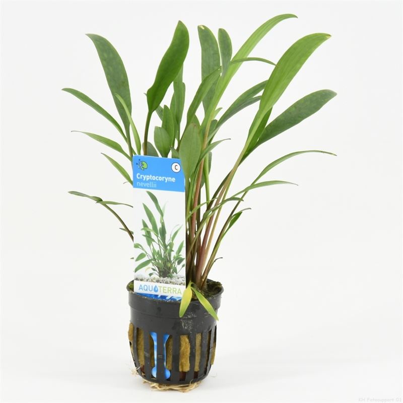 6x Cryptocoryne Nevelli